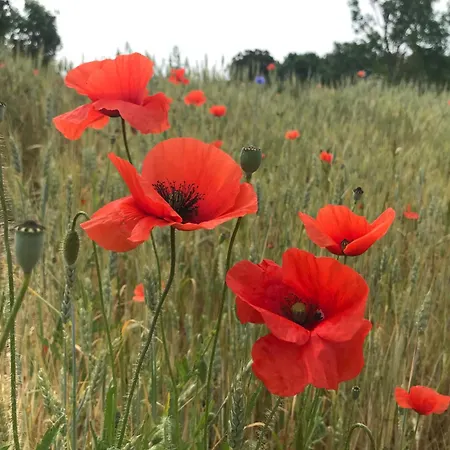 דירה Fischerhus37 Few Jasmund גלווה